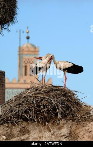 Couple ou Couple de White Storks, Ciconia ciconia, Afficher sur Nest par Bill-Clafter ou Clafter Des Mandibles El Badi Palace Marrakech Maroc Banque D'Images