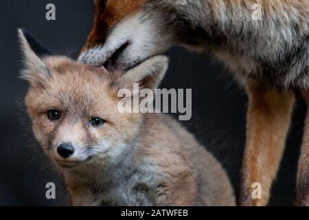 Renard rouge (Vulpes vulpes) Vixen toilettage cub, Estuaire de Sado, Portugal. Mai Banque D'Images