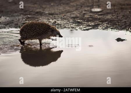 Hedgehog (Erinaceus europaeus) en marchant à travers la flaque. Estuaire Du Sado, Portugal . Mars Banque D'Images