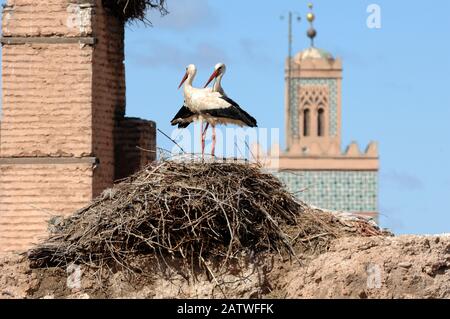 Couple ou Couple de White Storks, Ciconia ciconia, debout sur Nest au Palais El Badi avec Minaret de la Mosquée Berrima en arrière-plan Marrakech Maroc Banque D'Images