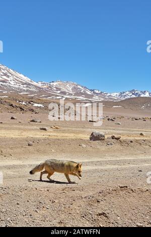 Renard andin (Lycalopex culpaeus) marchant dans l'Altiplano, Andes, Bolivie. Septembre 2018. Banque D'Images