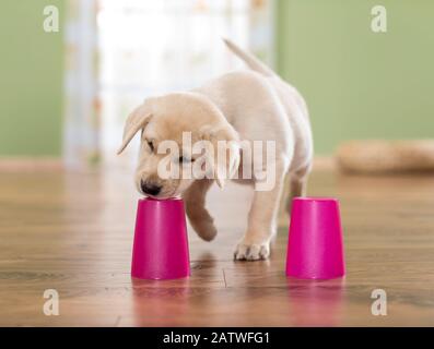 Labrador Retriever. Chiot jaune jouant un jeu de coquille. Allemagne Banque D'Images