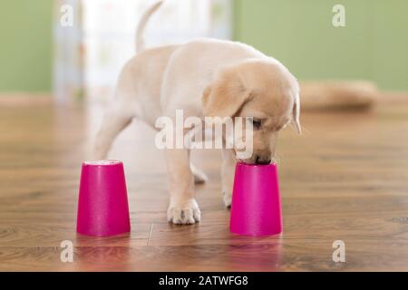 Labrador Retriever. Chiot jaune jouant un jeu de coquille. Allemagne Banque D'Images