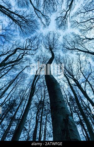 Boisés de hêtre (Fagus sylvatica) en hiver, Cranborne Chase, Dorset, Angleterre, Royaume-Uni. Banque D'Images