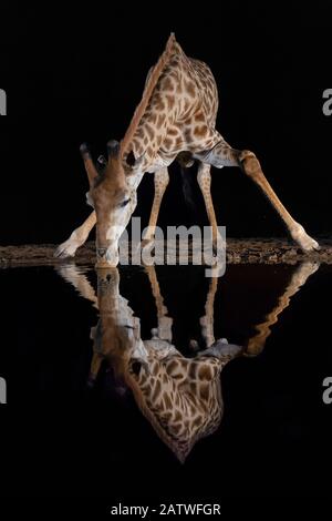 Giraffe (Giraffa camelopardalis) boire la nuit, Zimanga Private Game Reserve, KwaZulu-Natal, Afrique du Sud Août Banque D'Images