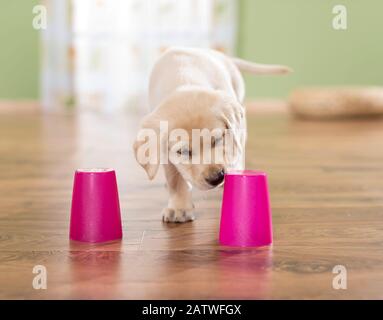 Labrador Retriever. Chiot jaune jouant un jeu de coquille. Allemagne Banque D'Images