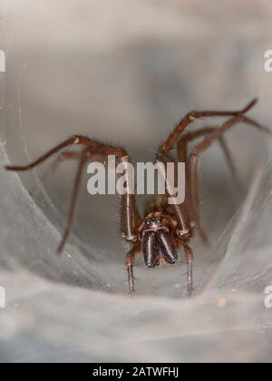 L'araignée femelle (Tegenaria sp.) à l'embouchure de sa retraite en soie tubulaire dans un vieux mur de pierre, Somerset, Royaume-Uni, septembre. Banque D'Images