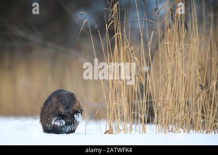 Castor eurasien (fibre de Castor) sur glace à côté des roseaux dans la rivière Emajogi, Tartumaa, dans le sud de l'Estonie. Janvier. Banque D'Images