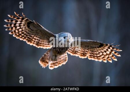 Ural chouette (Strix uralensis) femelle volant avec des proies dans le bec. Vol de retour au nid en soirée. Tartumaa, Sud De L'Estonie. Mai. Banque D'Images