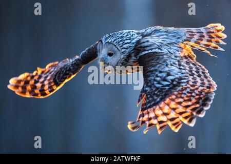 Ural chouette (Strix uralensis) femelle en vol ayant pris du nid, en soirée lumière. Tartumaa, Sud De L'Estonie. Mai. Banque D'Images