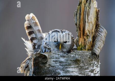 Ural chouette (Strix uralensis) femelle sur nid dans la souche d'arbre. Tartumaa, Sud De L'Estonie. Avril. Banque D'Images