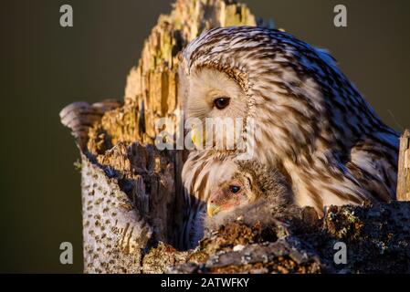 La chouette d'Oural (Strix uralensis) femelle et nichée sur le nid dans la souche d'arbre. Tartumaa, Sud De L'Estonie. Mai. Banque D'Images