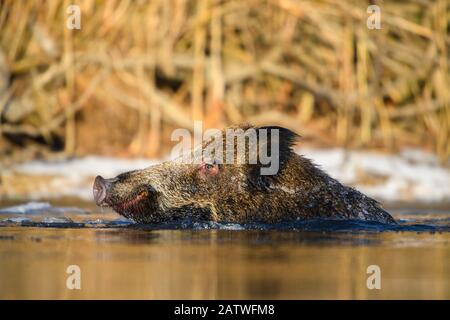 Sanglier (Sus scrofa) nageant avec la tête au-dessus de l'eau dans la rivière Suur Emajogi. Réserve Naturelle D'Alam-Pedja, Tartumaa, Sud De L'Estonie. Novembre. Banque D'Images