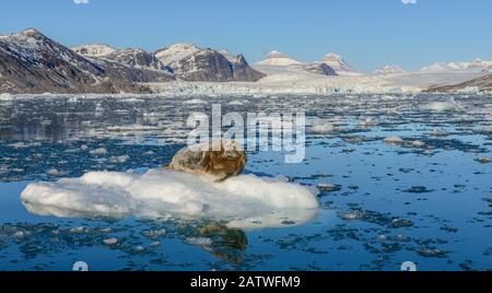 Phoque barbu (Erignathus barbatus) bronzage sur iceberg cassé du glacier. Fjord De Kongsfjorden, Spitsbergen, Norvège. Juin 2014. Banque D'Images