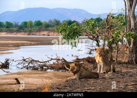 Coalition de deux lions mâles africains (Panthera leo) reposant sur les rives de la rivière Luangwa, saison sèche, Parc national du Sud Luangwa, Zambie Banque D'Images