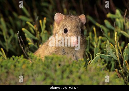 Burrawing Bettong / Boodie (Bettongia lesueur) regardant la nuit. Île Dorre, Shark Bay, Australie Occidentale. Banque D'Images