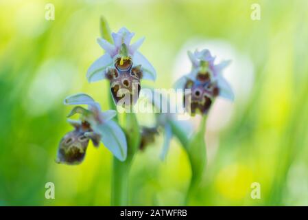 Fleurs d'orchidée (Ophrys umbilicata). Chypre. Avril. Banque D'Images