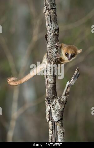 Madame Berthes Mouse Lemur (Microcebus berthae), la plus petite primate du monde, Kirindy Forest, Madagascar. Projet objectifs pour la conservation. Banque D'Images