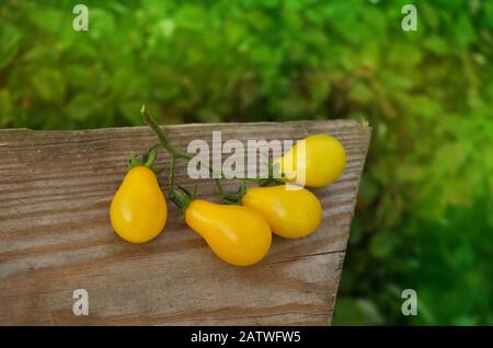 Tomate de poire jaune biologique. Tomate appelée goutte jaune. Tomate naturelle bio saine alimentation. Banque D'Images