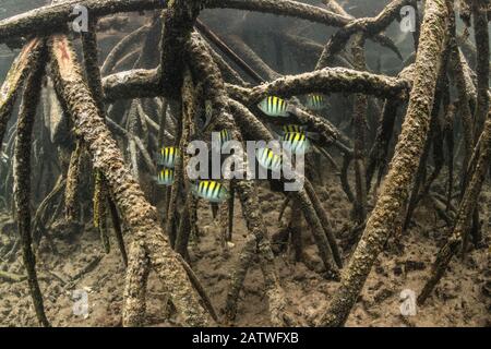 Sergent Major (Abudefduf sp) école dans les mangroves de l'île Isabela, Galapagos. Banque D'Images