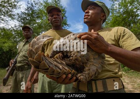 Garde de parc tenant un Tempmincks terrain pangolin (Smutsia temminckii), après l'avoir sauvé de poachers. Cette personne a été ensuite libérée dans la nature. Parc National De Gorongosa, Mozambique. Banque D'Images