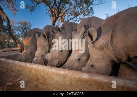 Cinq rhinocéros blancs orphelins (Ceratotherium simum) veaux se nourrissent d'un creux au crépuscule à l'orphelinat de la Révolution de Rhino près de Hoedspruit, en Afrique du Sud. Les mères de ces rhinocéros ont été tuées par des braconniers pour leurs cornes. Banque D'Images