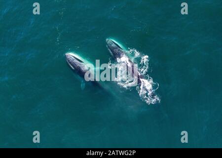 Vue aérienne baleines de Fin (Balaenoptera physalus) alimentation en fente dans le sud de la mer de Cortez (Golfe de Californie), Baja California, Mexique. Banque D'Images