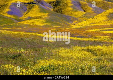 Vallées abruptes dans les contreforts de la chaîne Temblor, moquette avec Coreopsis (jaune) et Phacelia (pourpre) avec des patchs de coquelicot orange de Californie (Eschschozia californica). Carrizo Plain, Californie, États-Unis. 31 mars 2019. Banque D'Images