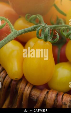 Tomate de poire jaune biologique. Tomate appelée goutte jaune. Tomate naturelle bio saine alimentation. Banque D'Images