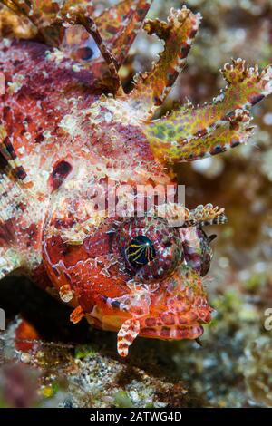 Lionfish à nageoires courtes (Dendrochirus brachypterus). Détroit De Lembeh, Sulawesi Nord, Indonésie. Banque D'Images