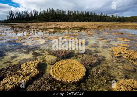 Formations de corail à marée basse dans la baie de Prony dans la lagune du Sud, lagons de Nouvelle-Calédonie : diversité des récifs et Écosystèmes Associés site du patrimoine mondial de l'UNESCO. Nouvelle-Calédonie. Banque D'Images