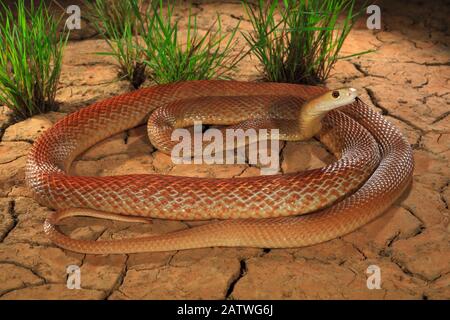 taipan côtier (Oxyuranus scutellatus), vol dégustation, Julatten, nord du Queensland, Australie, Banque D'Images