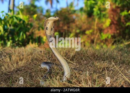 Cobra (Naja kaouthia) sur plantation de caoutchouc à Phak Lok, île de Phuket, Thaïlande . Banque D'Images