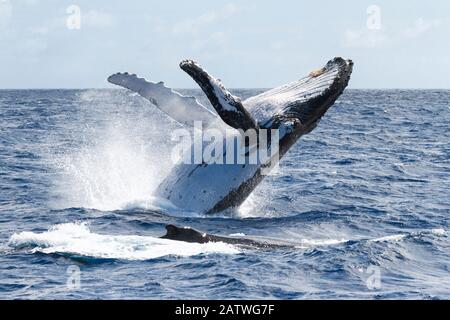 Baleine à bosse (Megaptera novaeangliae australis), breaching féminin. Vavau, Tonga. Océan Pacifique. Banque D'Images