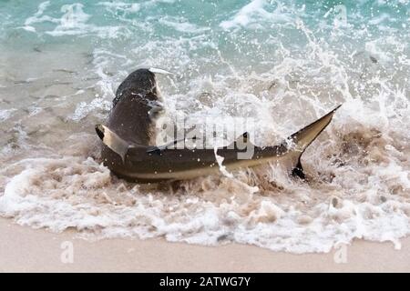 Le requin de récif de la pointe noire (Carcharhinus melanopterus) se braque pour attraper des sardines. Tonga Pacifique Sud. Banque D'Images