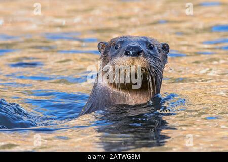 Loutre de rivière nord-américain (Lontra canadensis) nageant avec la tête au-dessus de l'eau. Acadia National Park, Maine, États-Unis. Novembre. Banque D'Images