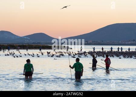 Volontaires arrondissant Les jeunes Du Flamango (Phoenicopterus ruber) Pour sonner, Fuente de Piedra lagon, Malaga, Espagne. Août. Banque D'Images