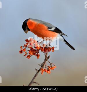 Taureau eurasien (Pyrrhula pyrrhula) mâle sur une branche se nourrissant sur les baies de Rowan (Sorbus aucuparia), Leon, Espagne, février. Banque D'Images