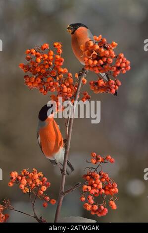 Taureau eurasien (Pyrrhula pyrrhula) mâle sur une branche se nourrissant sur les baies de Rowan (Sorbus aucuparia), Leon, Espagne, février. Banque D'Images