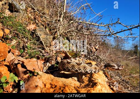 Vipère corné (Vipera ammodytes) dans un cadre naturel, la Turquie. Banque D'Images