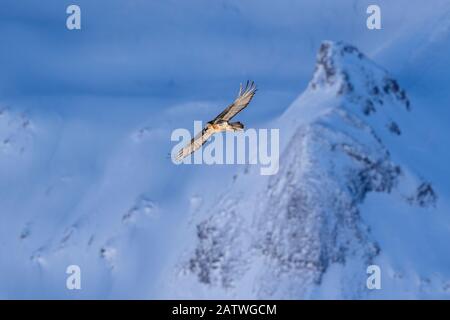 Lammergeier (Gypaetus barbatus) en vol au-dessus du paysage d'hiver avec neige, Leucurbad, Vallais, Wallis, Suisse, janvier Banque D'Images