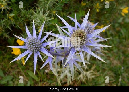 Vacances en mer Méditerranée / eryngo pyrénéen (Eryngium bourgatii) floraison sur les pâturages montagnards, Covadonga, Picos de Europa, Asturies, Espagne, août. Banque D'Images