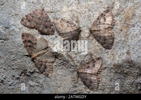 Groupe de papillons (Triphosa dubitata) hibernation dans une grotte de calcaire. Peak District National Park, Derbyshire, Royaume-Uni. Novembre. Banque D'Images