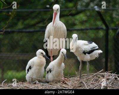 White stork (Ciconia ciconia) parent debout à côté de ses trois poussins en développement. Dans une colonie de reproduction en captivité élevant de jeunes oiseaux pour le projet de réintroduction du porc blanc au Royaume-Uni au Knepp Estate. Cotswold Wildlife Park, Oxfordshire, Royaume-Uni, Mai 2019. Propriété libérée. Banque D'Images