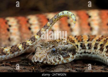 La vessie de mort à échelle rugueuse (Acanthophis rugosus) agitant la pointe de la queue comme une leurre pour attirer les proies à l'intérieur de la portée frappante. Mont Isa, Queensland Australie. Banque D'Images