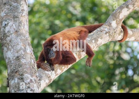 Howler rouge bolivien (alouatta sara), zone protégée de Pampas del Yacuma, Bolivie Banque D'Images