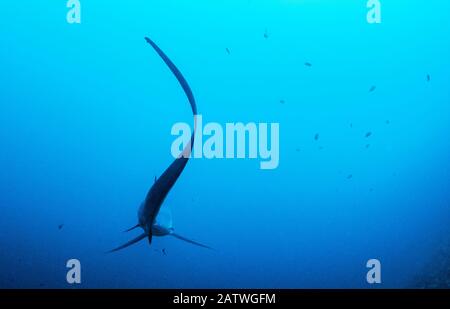 La batteuse de requin pélagique (Alopias pelagicus) nettoyée par une wrasse de produit nettoyant Bluestreak (Labroides dimidiatus) à Monad Shoal, au large de l'île Malapascua, aux Philippines. Banque D'Images