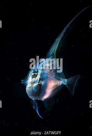 L'idole mauresque (Zanclus cornutus) juvénile avec peau transparente dans l'océan ouvert la nuit au large d'Anilao, Philippines. Banque D'Images