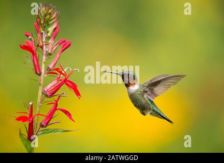 Hummingbird à gorge rubis (Archilocus colubris), mâle volant pour se nourrir de fleurs cardinales (Lobelia cardinalis) New York, États-Unis. Août. Banque D'Images