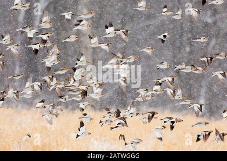 Les bouées de neige (Plectrophenax nivalis) se rassemblent en vol lors d'une tempête de neige, New York, États-Unis, janvier. Banque D'Images